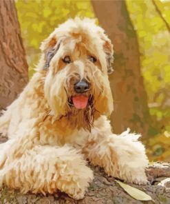 Wheaten Terrier Dog Paint By Numbers