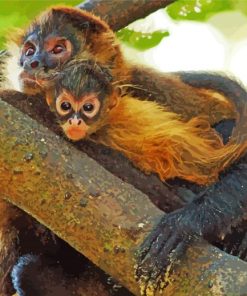 Spider Monkey Animal Paint By Numbers
