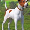 Jack Russell Terrier Puppy Paint By Numbers