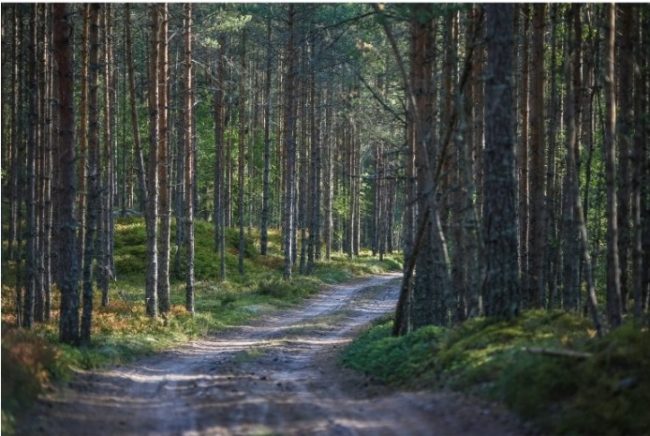 Spruce Fir Forest Scenery Paint By Numbers