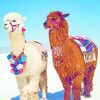 Chic Alpacas Animal Paint By Numbers