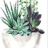 Succulent Flower Paint By Numbers