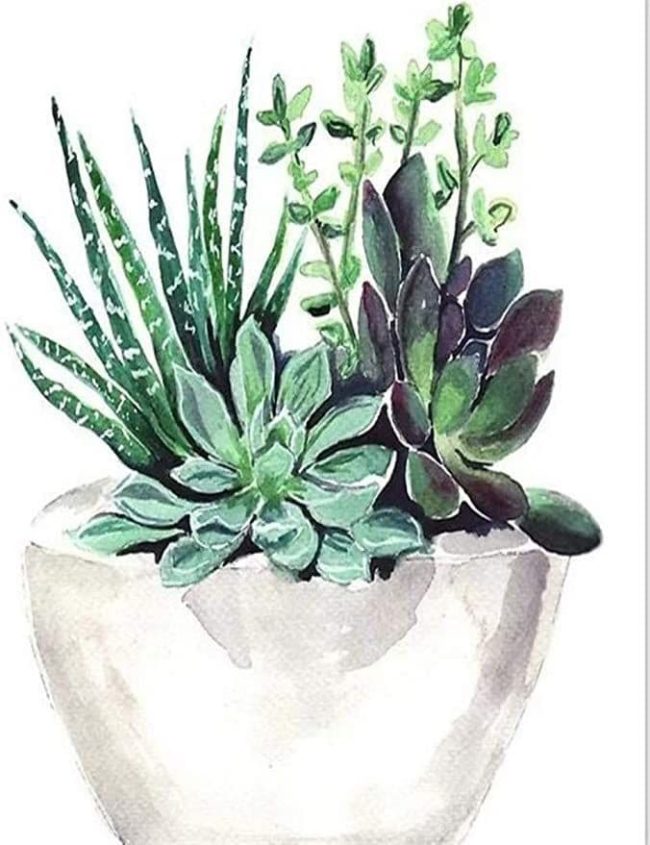 Succulent Flower Paint By Numbers