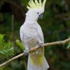 Sulphur Cockatoo on Tree Paint By Numbers