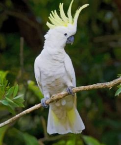 Sulphur Cockatoo on Tree Paint By Numbers