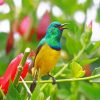 Sunbird Wildlife Paint By Numbers