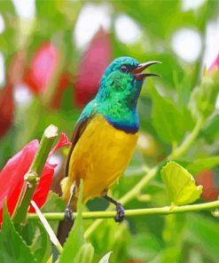 Sunbird Wildlife Paint By Numbers