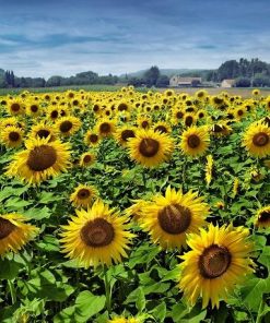 Sunflower Field Blooming Paint By Numbers