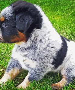 Texas Heeler Dog Paint By Numbers