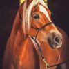Haflinger Brown Horse Paint By Numbers
