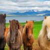 Brown Icelandic Horses Paint By Numbers