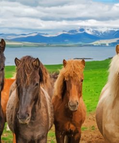 Brown Icelandic Horses Paint By Numbers