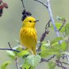 Yellow Warbler Bird Paint By Numbers
