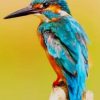 Kingfisher Colorful Bird Paint By Numbers
