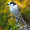 Canada Jay Paint By Numbers
