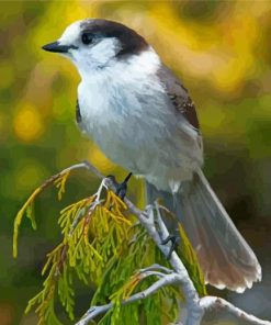 Canada Jay Paint By Numbers