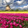Fields of Tulips Paint By Numbers