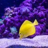 Tropical Yellow Fish Sea Adventure Paint By Numbers