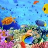 Colorful Fish Coral Reef Paint By Numbers