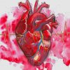 Human Heart Watercolor Paint By Numbers