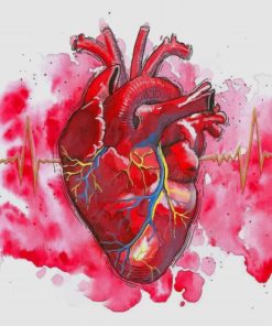 Human Heart Watercolor Paint By Numbers