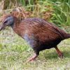 Weka Bird Paint By Numbers