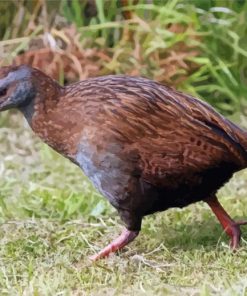 Weka Bird Paint By Numbers