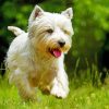 Westie Dog Paint By Numbers