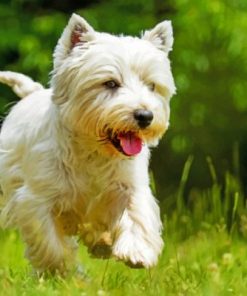Westie Dog Paint By Numbers