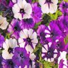 Purple Petunia Floral Paint By Numbers