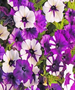 Purple Petunia Floral Paint By Numbers