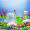 Elegant Swan Serenity Paint By Numbers