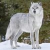 White Wolf in Snow Paint By Numbers