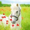 White Stallion in Flower Fields Paint By Numbers