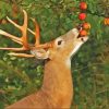 Whitetail Deer Virginia Paint By Numbers