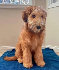 Whoodle Brown Puppy Paint By Numbers