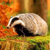 Wild Badger Animal Paint By Numbers