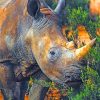 Wild African Rhinoceros Paint By Numbers