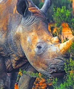 Wild African Rhinoceros Paint By Numbers