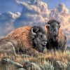 Wild Buffalo Hot Selling Paint By Numbers