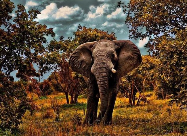 Wild Elephant Nature Paint By Numbers