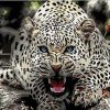 Blue Eyed Jaguar Animal Paint By Numbers