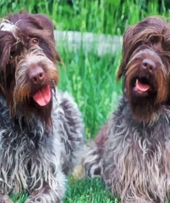 Wirehaired Griffon Colors Paint By Numbers