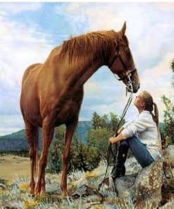 Majestic Horse Companion Paint By Numbers