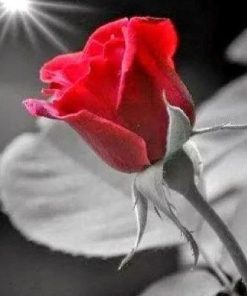 Red Rose Morning Paint By Numbers