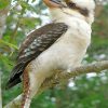 Kookaburra Blue Winged Forest Paint By Numbers