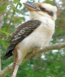 Kookaburra Blue Winged Forest Paint By Numbers
