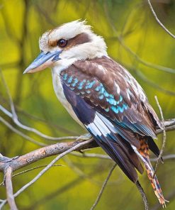 Blue Winged Kookaburra Paint By Numbers