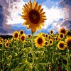 Sunflower Blooms Paint By Numbers