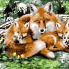 Wild Fox Animals Paint By Numbers